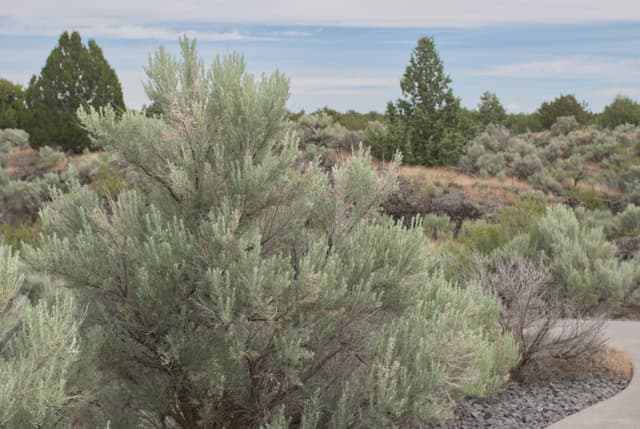 Sage brush growing on a lava flow.