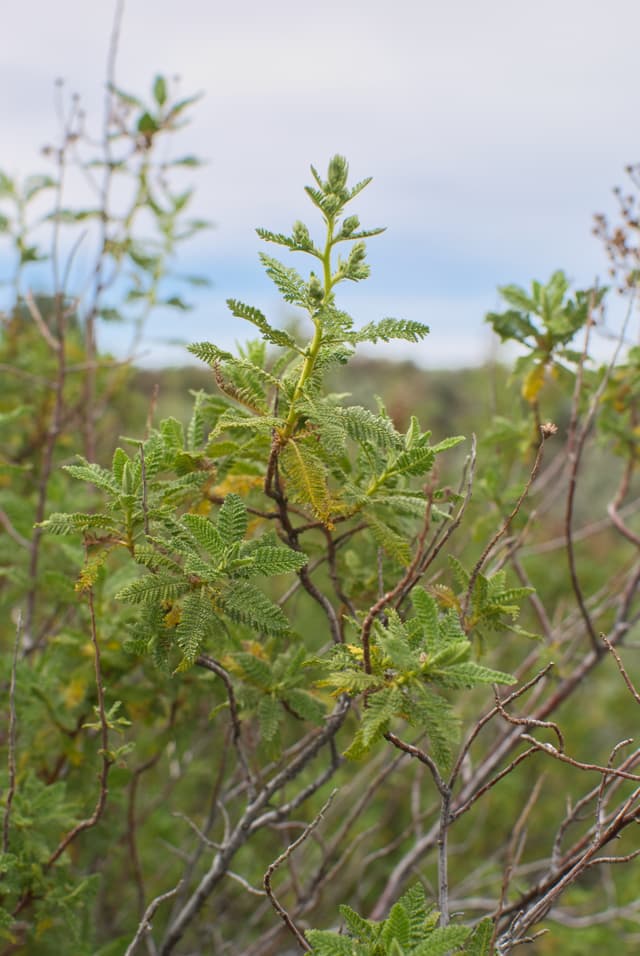 Plant growing on the laval flow.