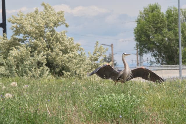 Great blue heron (my favorite bird!) stretching it's wings at a pond in Idaho Falls