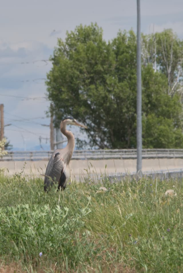 Great blue heron at the pond.