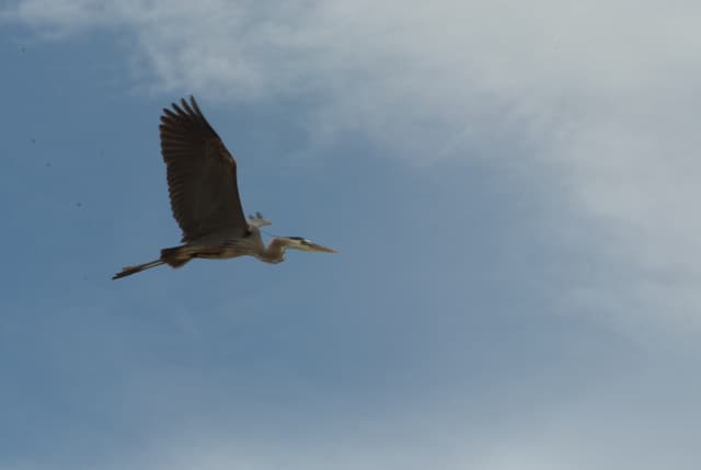 The heron flying over the pond.