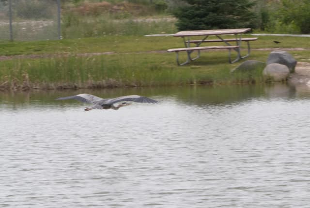 The heron flying over the pond.