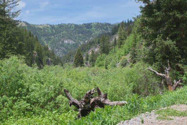 Looking  down the canyon