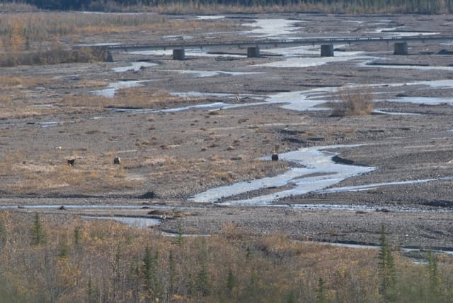 Group of grizzly bears by the Teklanika River