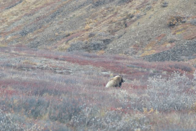 The bear showing off his teeth.